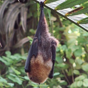 Rodrigues Flying Fox