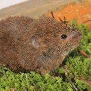 Mexican Vole