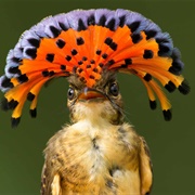 Amazonian Royal Flycatcher