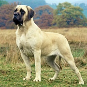 Mastiff