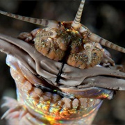 Bobbit Worms