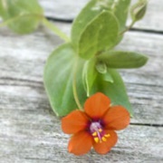 Scarlet Pimpernel