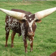 Ankole-Watusi Cattle