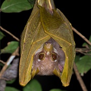 Pohle&#39;s Fruit Bat