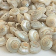 Pearl Umbonium