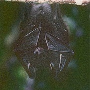 Mindanao Pygmy Fruit Bat