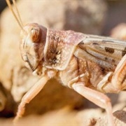 Desert Locust