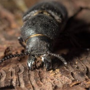 Bark Beetle