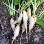 Little Icicle Radishes