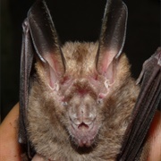 Dwarf Slit-Faced Bat