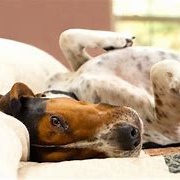 Treeing Walker Coonhound