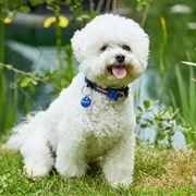 Bichon Frise