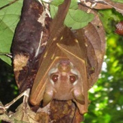 Short-Palated Fruit Bat