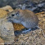 San Diego Pocket Mouse