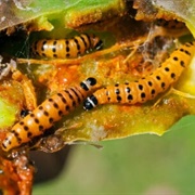 Cactus Moth