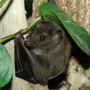 Swift Fruit Bat