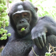 Chimpanzee Trekking, Kibale Forest National Park, Uganda