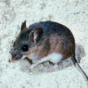 Cotton Mouse