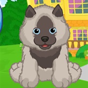 Keeshond Puppy