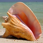 Conch