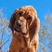 Bloodhound