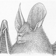 Ja Slit-Faced Bat