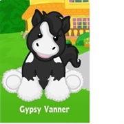 Gypsy Vanner