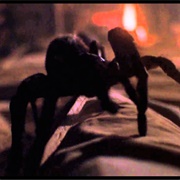 Spiders (Arachnophobia, 1990)