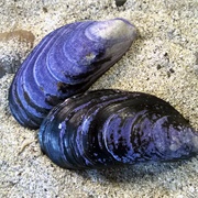 Blue Mussel