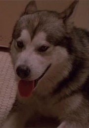 Nanook From the Lost Boys (1987)