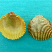 Yellow Prickly Cockle