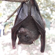 Luzon Fruit Bat