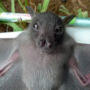 Greater Musky Fruit Bat