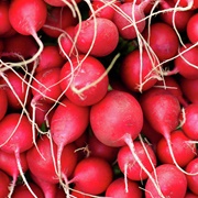 Radishes