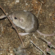 Desert Pocket Mouse