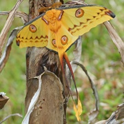 Hercules Moth