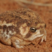 Desert Rain Frog