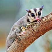 Sugar Glider