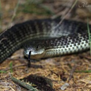 Eastern Tiger Snake