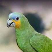 Orange Winged Parrot