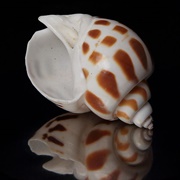 Babylon Shell