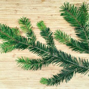 Fir Branch