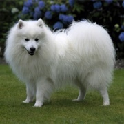 Japanese Spitz