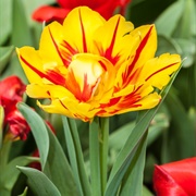 Carmen Rio Tulips