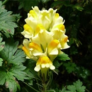 Yellow Toadflax