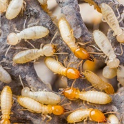 Termites