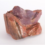 Touch Petrified Wood