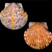 Atlantic Calico Scallop