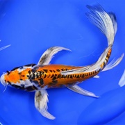 Butterfly Koi