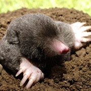 Eastern Mole